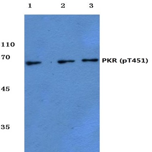 p-PKR (T451) pAb