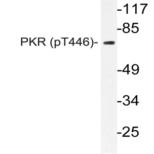 p-PKR (T446) pAb