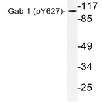 p-Gab 1 (Y627) pAb