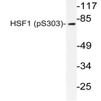 p-HSF1 (S303) pAb