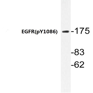 p-EGFR (Y1086) pAb 