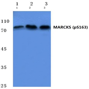 p-MARCKS (S163) pAb