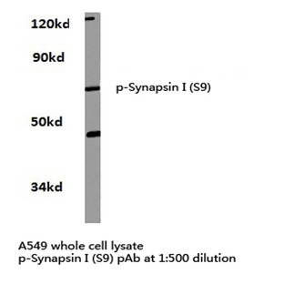 p-Synapsin I (S9) pAb