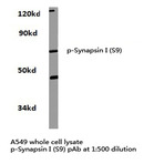 p-Synapsin I (S9) pAb