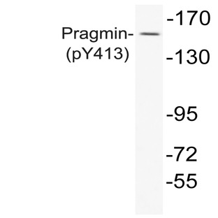 p-Pragmin (Y413) pAb