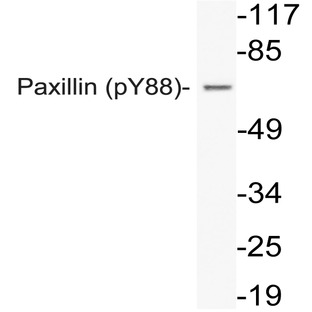 p-Paxillin (Y88) pAb