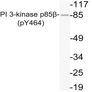 p-PI3K p85(beta) (Y464) pAb