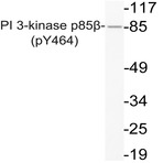 p-PI3K p85(beta) (Y464) pAb