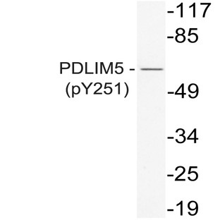 p-PDLIM5 (Y251) pAb