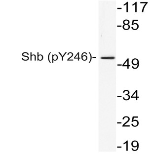 p-Shb (Y246) pAb