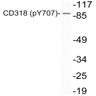 p-CD318 (Y707) pAb