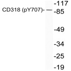 p-CD318 (Y707) pAb