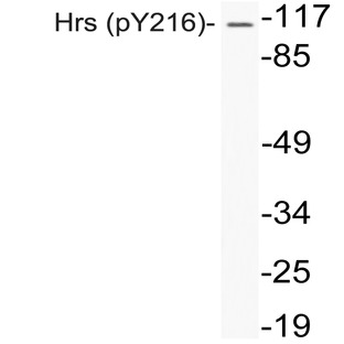 p-Hrs (Y216) pAb