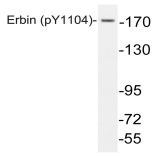 p-Erbin (Y1104) pAb