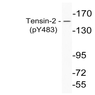 p-Tensin-1 (Y483) pAb