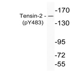 p-Tensin-1 (Y483) pAb