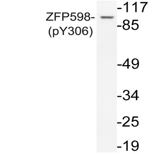 p-ZFP598 (Y306) pAb