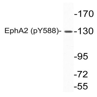 p-EphA2 (Y588) pAb