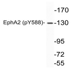 p-EphA2 (Y588) pAb