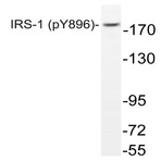 p-IRS-1 (Y896) pAb