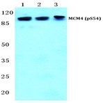 p-MCM4 (S54) pAb