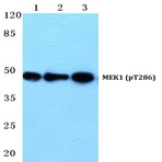 p-MEK1 (T286) pAb