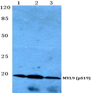 p-MYL9 (S19) pAb