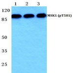 p-MSK1 (T581) pAb