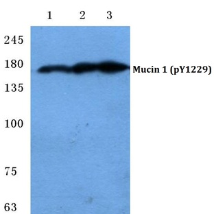 p-Mucin 1 (Y1229) pAb