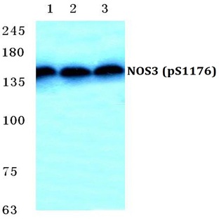 p-NOS3 (S1176) pAb