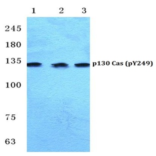 p-p130 Cas (Y249) pAb