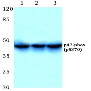 p-p47-phox (S370) pAb