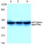 p-p47-phox (S370) pAb