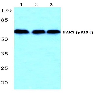 p-PAK3 (S154) pAb