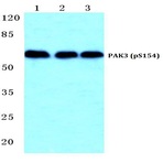 p-PAK3 (S154) pAb