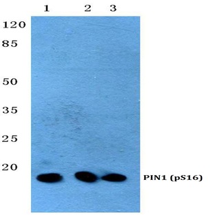 p-PIN1 (S16) pAb