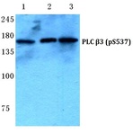 p-PLC (beta)3 (S537) pAb