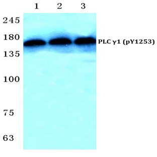 p-PLC (gamma)1 (Y1253) pAb