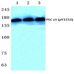 p-PLC (gamma)1 (Y1253) pAb