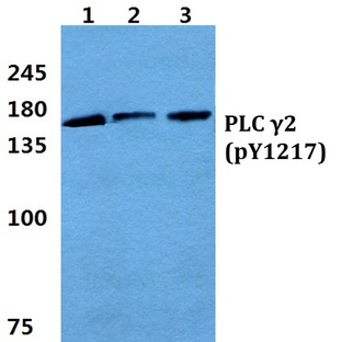 p-PLC (gamma)2 (Y1217) pAb