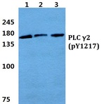 p-PLC (gamma)2 (Y1217) pAb