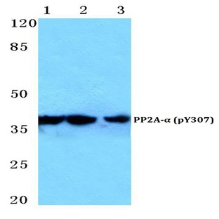 p-PP2A-(alpha) (Y307) pAb