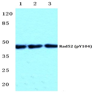 p-Rad52 (Y104) pAb