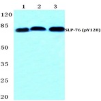 p-SLP-76 (Y128) pAb