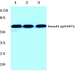 p-Smad1 (S187) pAb