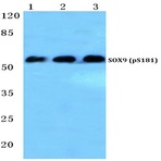 p-SOX9 (S181) pAb