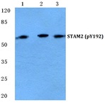 p-STAM2 (Y192) pAb