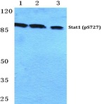 p-Stat1 (S727) pAb