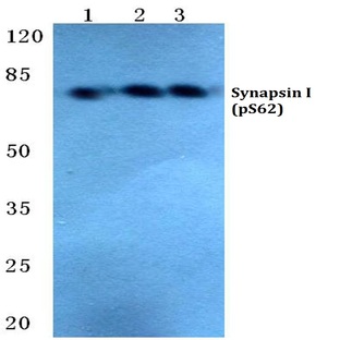 p-Synapsin I (S62) pAb