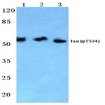 p-Tau (T534) pAb